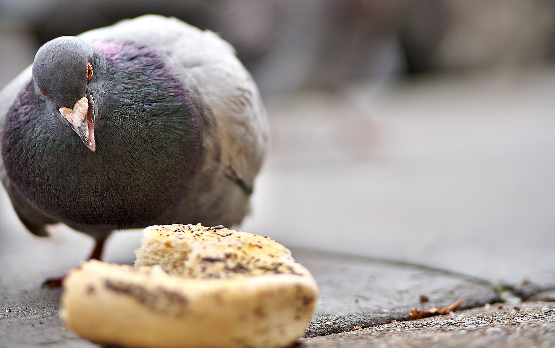 What I Seen - Angry Bird